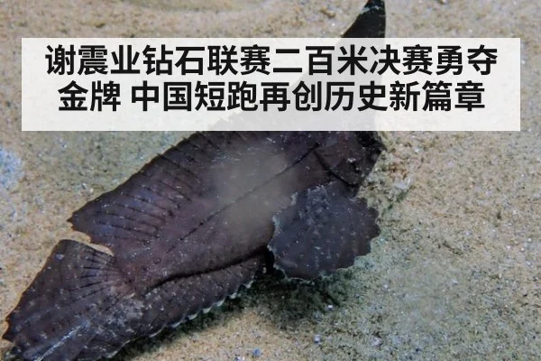 谢震业钻石联赛二百米决赛勇夺金牌 中国短跑再创历史新篇章